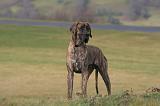 DOGUE ALLEMAND 982